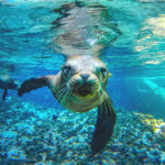 Sea of Cortes snorkel activity cabo