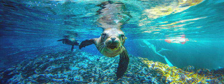 Sea of Cortes snorkel activity cabo