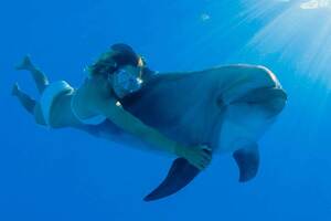 Swim with dolphins in Cabo Adventures