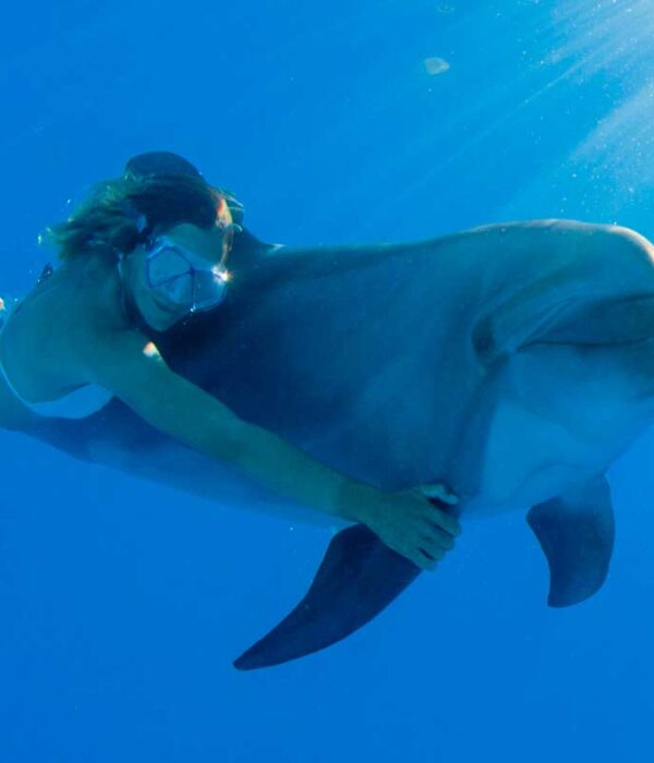 Swim with dolphins in Cabo Adventures