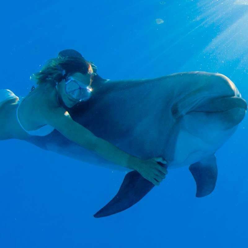 Swim with dolphins in Cabo Adventures