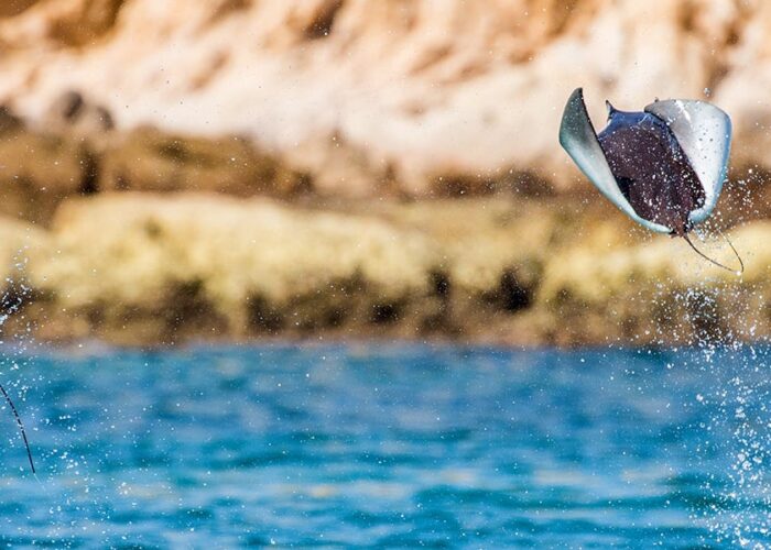 Visit Espiritu Santo island from Cabo