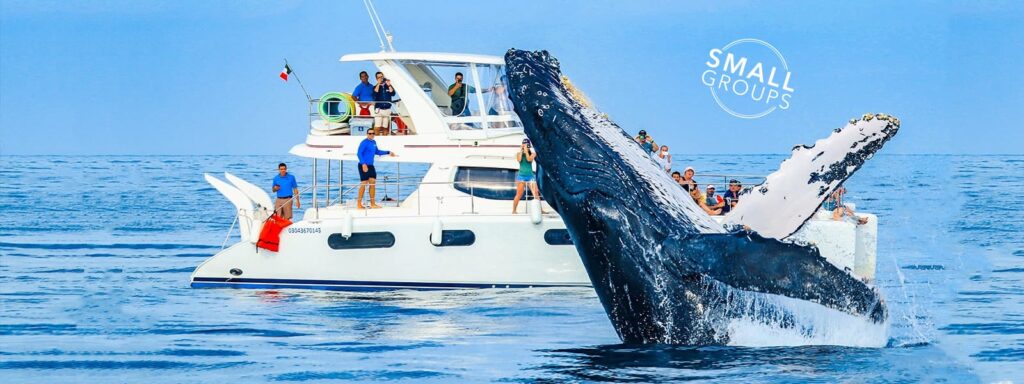 Whale Watching with Cabo Adventures