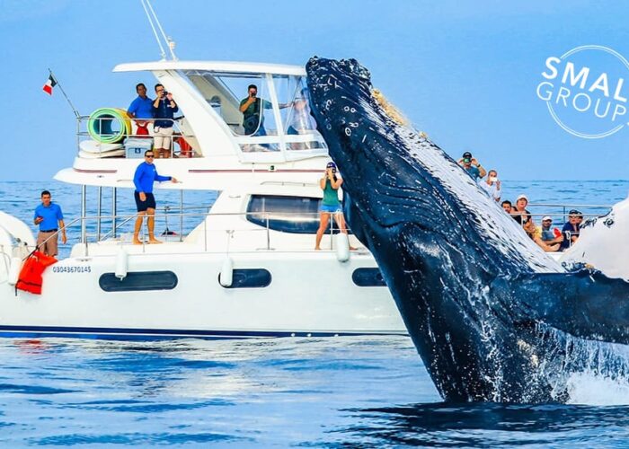 Whale Watching with Cabo Adventures