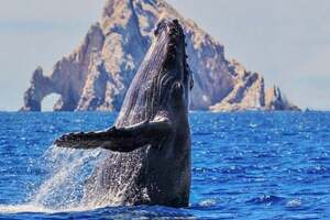 Whale watching in los cabos