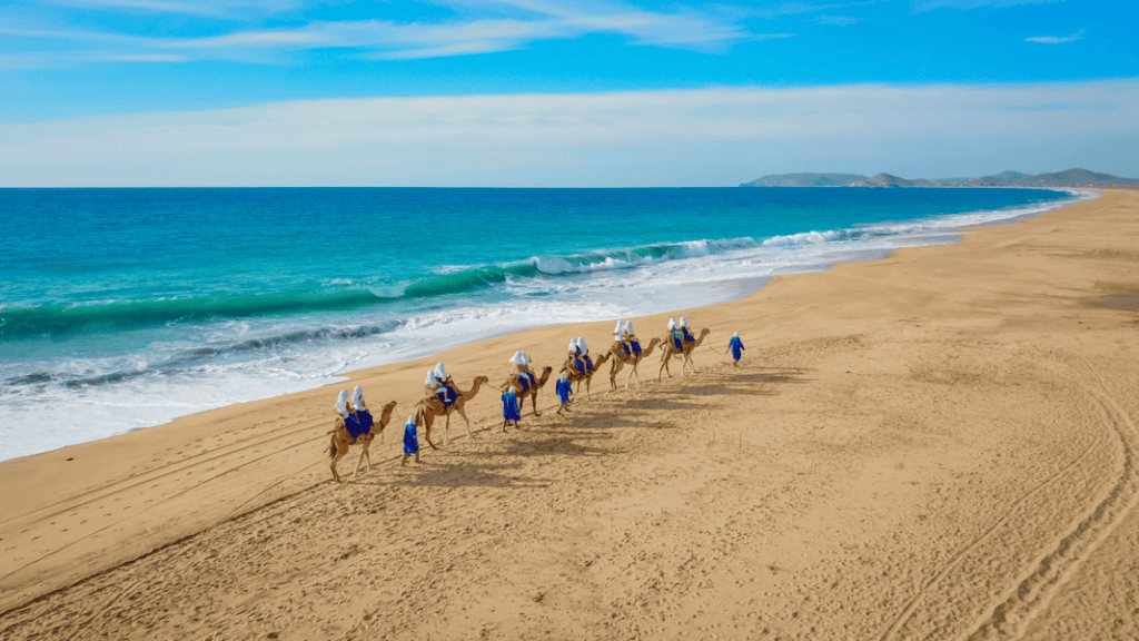 Camel Riding in Cabo