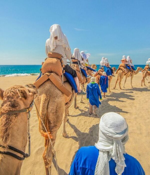 Camel ride in Los Cabos